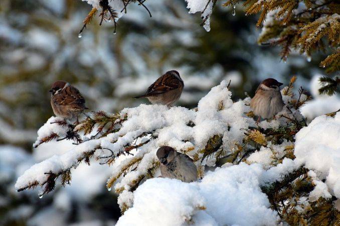 "Pomagamy ptakom przetrwać zimę" - warsztaty edukacyjne OEE w Szymbarku grafika